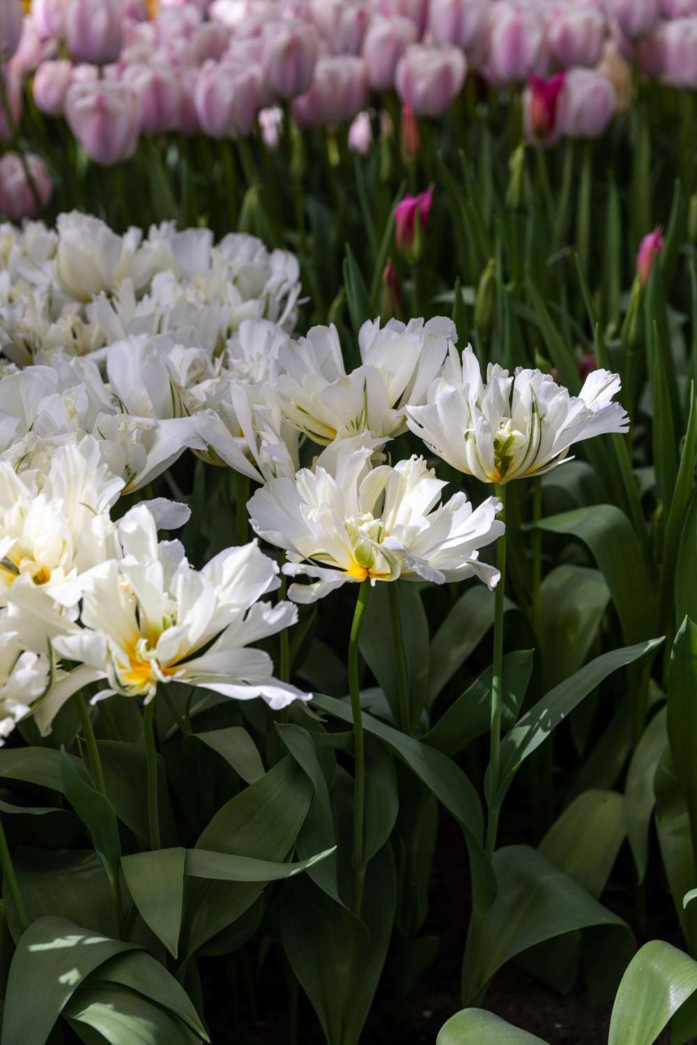 Tulipan 'White Valley'